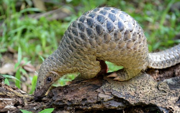 Soupçonnés d&rsquo;avoir transmis le coronavirus, les pangolins sont victimes d&rsquo;un braconnage intense