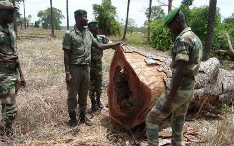 Sénégal : deux français cités dans le trafic de bois de rose en Casamance