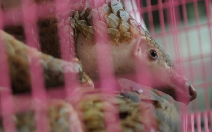 Trafic d’espèces et pandémie quelles réponses au non-respect des normes