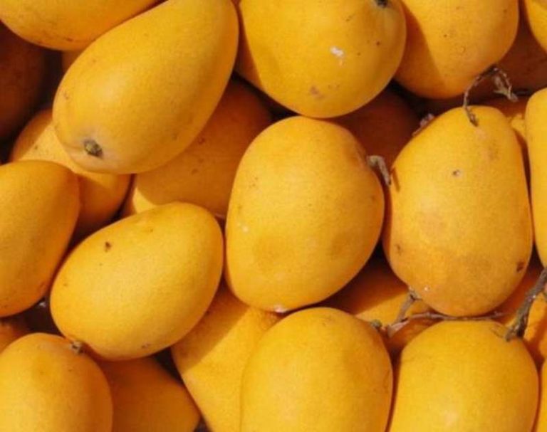 Covid en Casamance : la filière mangue souffre de la fermeture des frontières