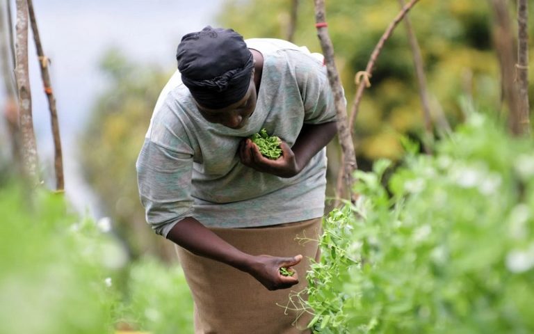 « En Afrique, l’agriculture moderne laisse de côté les masses paysannes », selon Sylvie Brunel