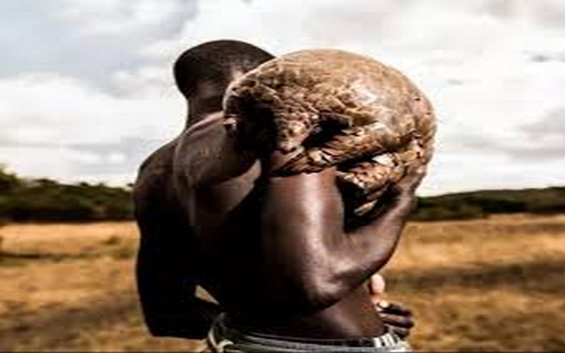 « Pangolin connection » : cet animal camerounais, suspect numéro 1 de l’origine du coronavirus