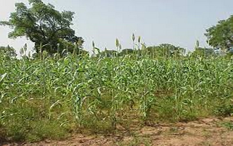 Amélioration de la compétitivité de l’agriculture et de l’élevage : l’IDA octroie un crédit de 90 milliards de francs CFA au Sénégal