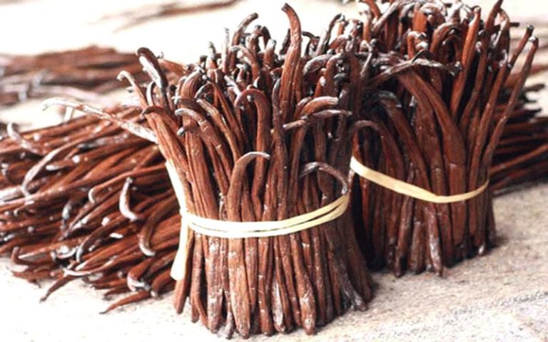 Collecte de la vanille verte : les producteurs et les collecteurs Malgaches divisés