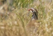 Covid-19 : l’ONF invite l’humanité à respecter le calme dans les forêts
