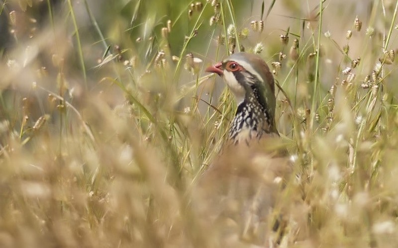 Covid-19 : l’ONF invite l’humanité à respecter le calme dans les forêts
