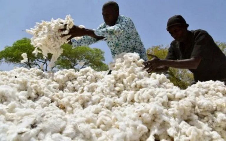 Covid-19 : la crise hante les producteurs de coton du Mali