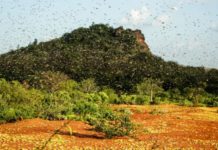 L’Afrique de l’Est neutralise l’invasion de criquets pèlerins