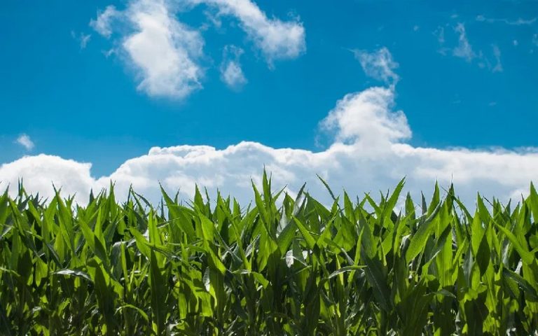 Jacques Leroueil dissèque le rapport de la Banque mondiale sur le Climat des affaires agricoles en Afrique