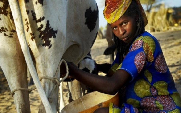 L&rsquo;Afrique de l&rsquo;Ouest menacée par la crise laitière européenne