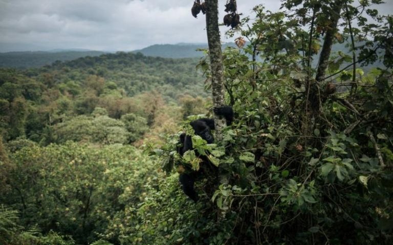 La FAO alerte sur l’accélération du recul de la forêt africaine