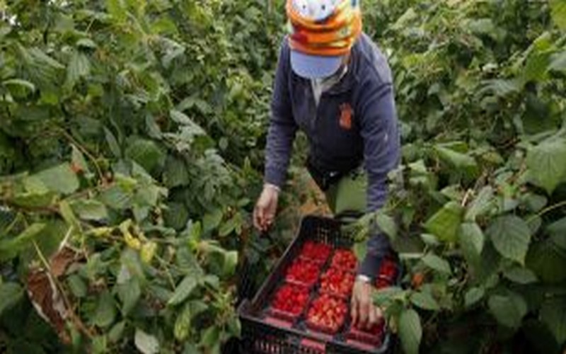 Le Maroc et le Sénégal occupent le peloton de tête de vente de pastèques à l’Espagne