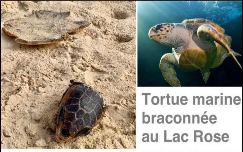 Sénégal : les tortues marines victimes de braconnage au Lac Rose