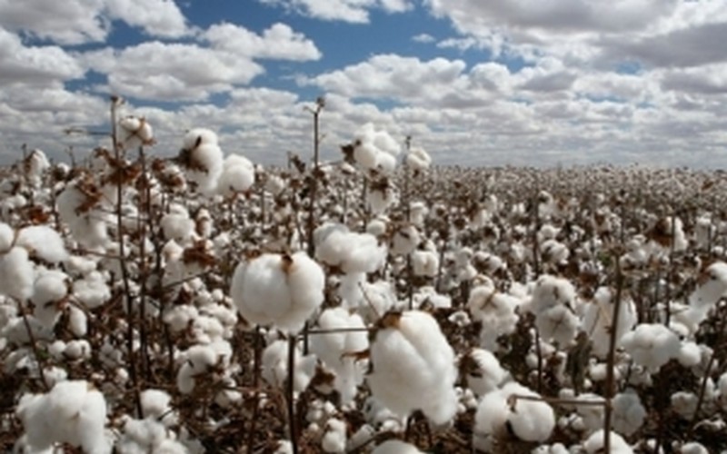 Le secteur agricole béninois s’illustre par une production record lors de la campagne 2019-2020