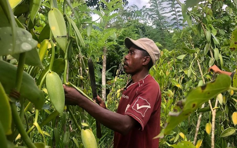 Les planteurs Malgaches victimes de vol vanille verte en hausse
