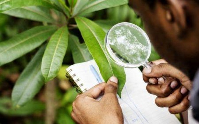 Afrique : agro écologique et innovation à la Une