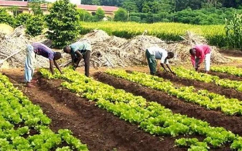 Plus 8 000 agriculteurs d’Afrique subsaharienne formés à la bonne gestion des sols