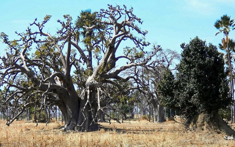 Sénégal : les gardes forestiers abattent un arbre pour traquer un bûcheron clandestin