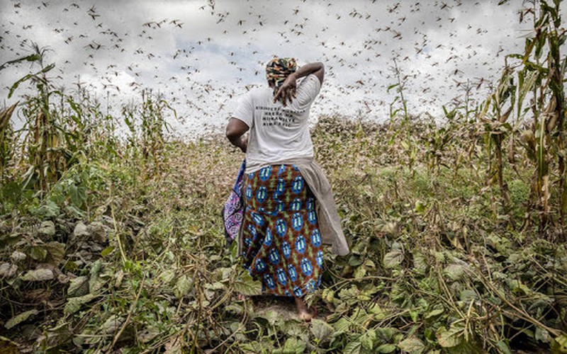 Vers la mobilisation de 110 millions $ pour combattre les criquets pèlerins en Afrique de l’Est