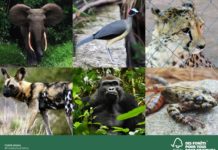 A l’occasion de la Journée Mondiale des espèces menacées, le Forest Stewardship Council (FSC) appelle à préserver la biodiversité dans le monde