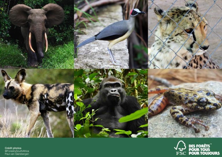A l’occasion de la Journée Mondiale des espèces menacées, le Forest Stewardship Council (FSC) appelle à préserver la biodiversité dans le monde