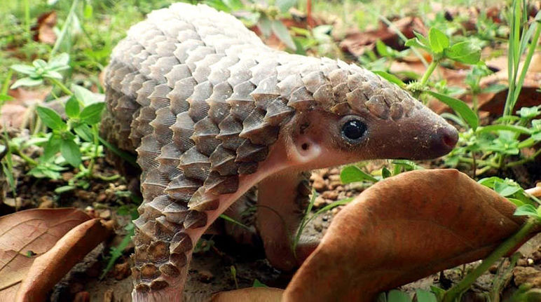 Le pangolin, ni aliment, ni médicament mais régulateur de l’écosystème