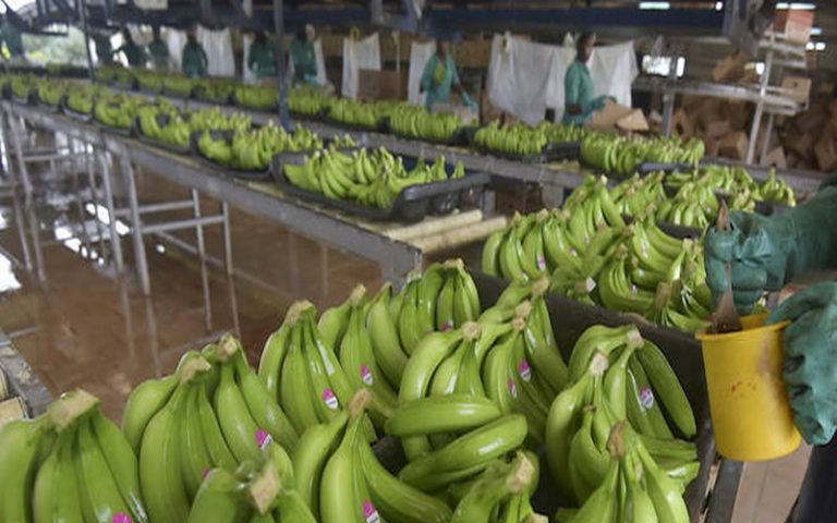 « Le Covid-19 doit accélérer l&rsquo;émergence d&rsquo;une puissance agricole africaine »