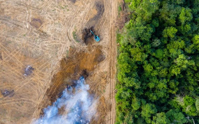 Covid-19 : l’urgence de lutter contre l’érosion de la biodiversité