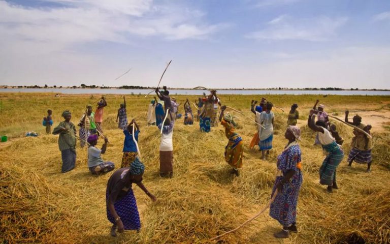 Deux études soulignent la double face de l’agriculture Africaine due au Covid-19