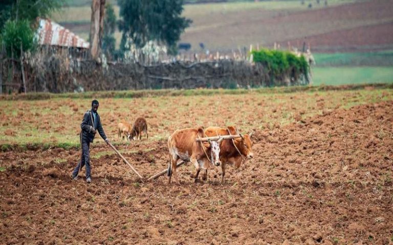 En Afrique de l’est, l’agriculture au défi des sécheresses récurrentes