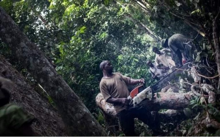 Global Forest Watch alerte sur la perte de la plus grande partie de la forêt tropicale primaire en RDC