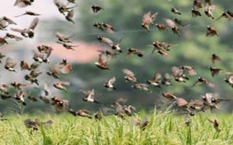 Invasion des oiseaux granivores dans la vallée du fleuve Sénégal : des opérations de lutte annoncées