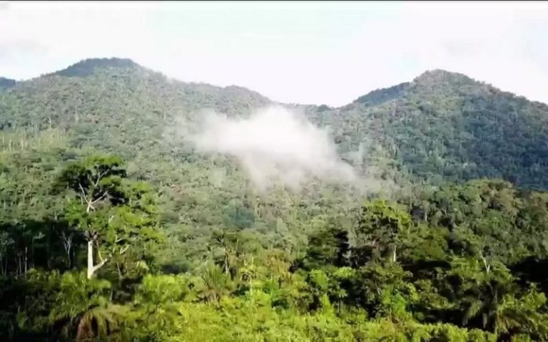 La mobilisation internationale pour la protection de la forêt d’Ebo au Cameroun ne faiblit pas