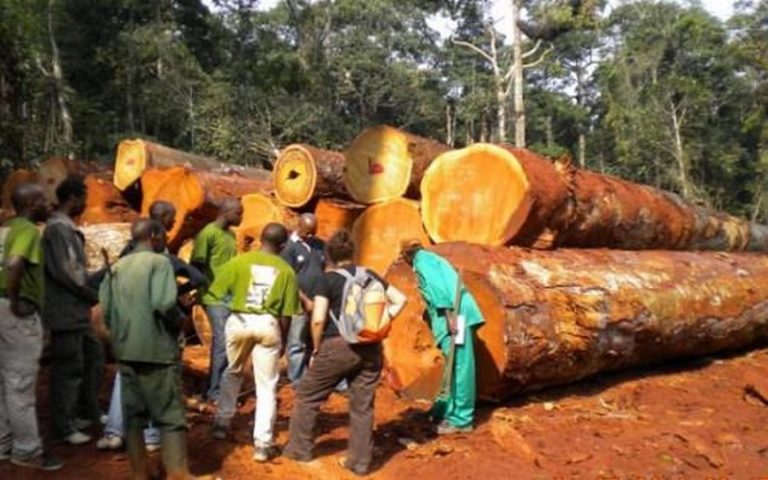 Le Cameroun invité à rejeter la demande de réduction d’impôt des exploitants forestiers