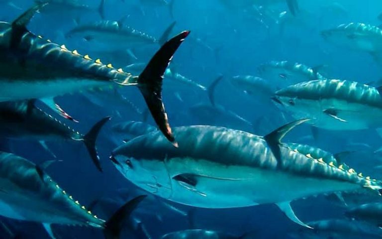 Le WWF s’oppose à la première certification durable d’une pêcherie de thon rouge dans l’Atlantique