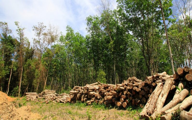 Le gouvernement ivoirien et Sifca s’unissent pour restaurer les forêts du pays