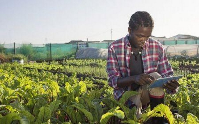 L’appel à candidatures pour le programme de formation des start-up agricoles et agroalimentaires africaines de la GIZ lancé
