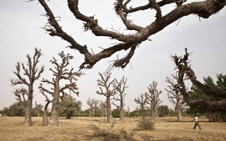 L’impact du changement climatique sur les forêts en Afrique de l&rsquo;Ouest évoqué