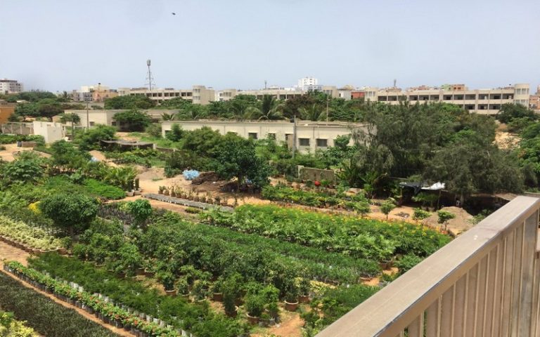 L’initiative « @1twito1Arbre » vise à participer au reverdissement de la capitale sénégalaise, selon  Aboubakry Wade
