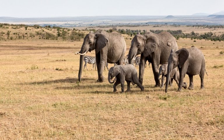 Mali : l’État adopte le projet d’extension de la réserve d’éléphants du Gourma