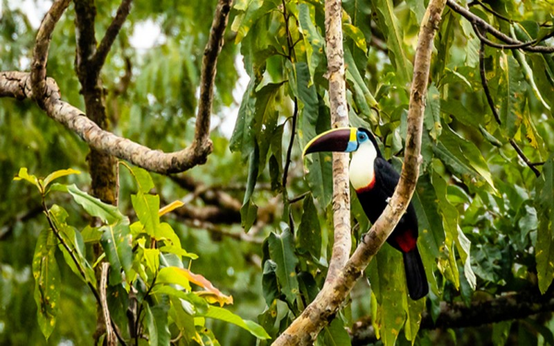 Pour les experts, la défaunation des forêts tropicales menace certaines espèces d’arbres