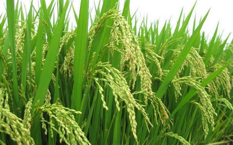 Sénégal : plus de 54 000 hectares emblavés en contre-saison chaude à Saint-Louis