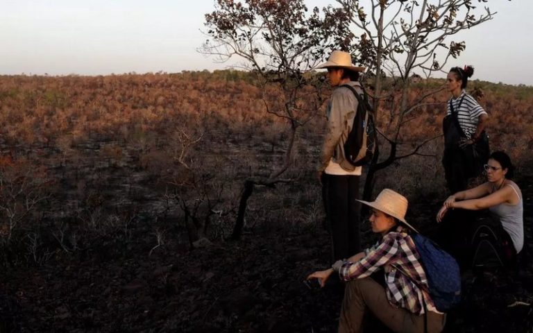 Un rapport relaye la disparition de près de douze millions d’hectares de forêts tropicales en 2019