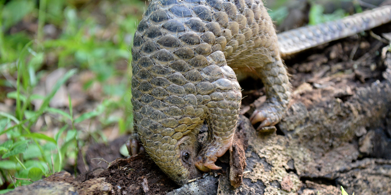 Le pangolin en détresse : Alourdir les peines juridiques pour freiner son extinction