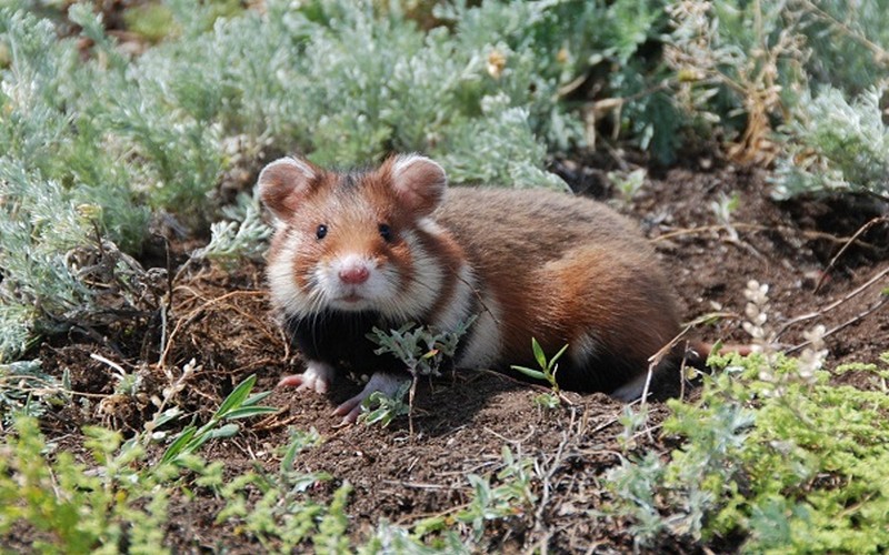 De plus en plus d’espèces animales en danger critique d’extinction