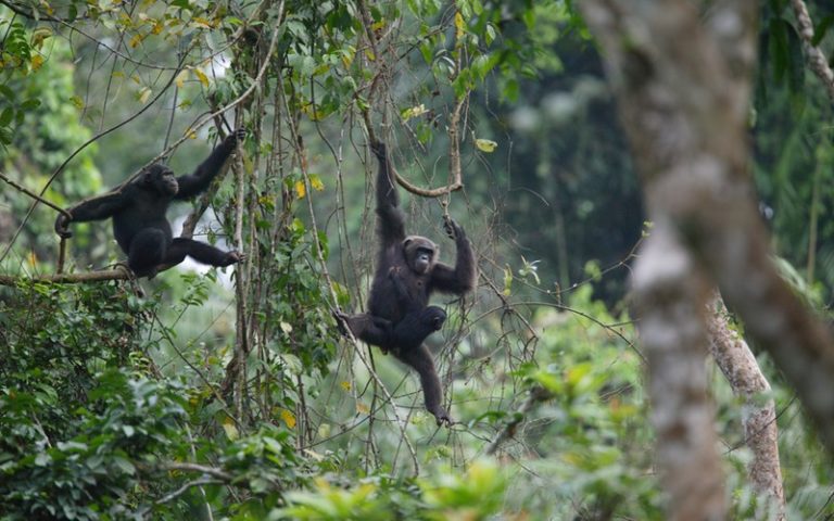 Greenpeace Afrique : « Le gouvernement camerounais vient de décider de massacrer la forêt d’Ebo »