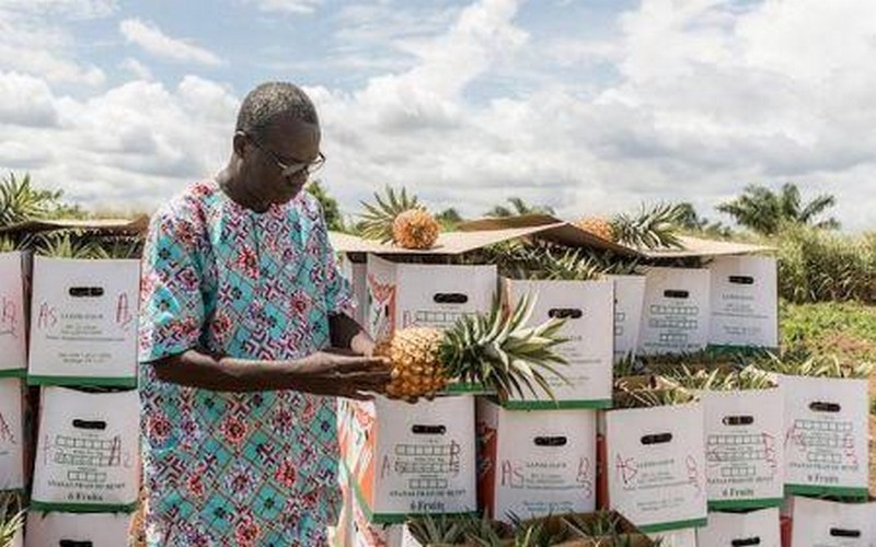 Jean Xavier Satola vante la qualité de l’ananas béninois