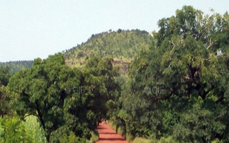 Le déclassement de la forêt de Mbao divise l’Etat et les populations