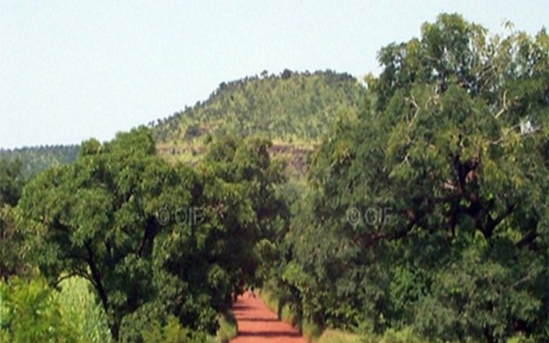 Le déclassement de la forêt de Mbao divise l’Etat et les populations