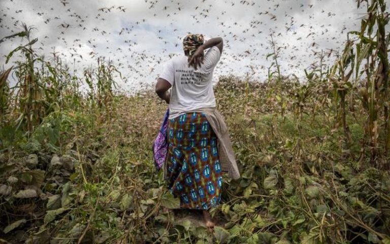 L’Afrique de l’Est et centrale entre crise climatique et alimentaire